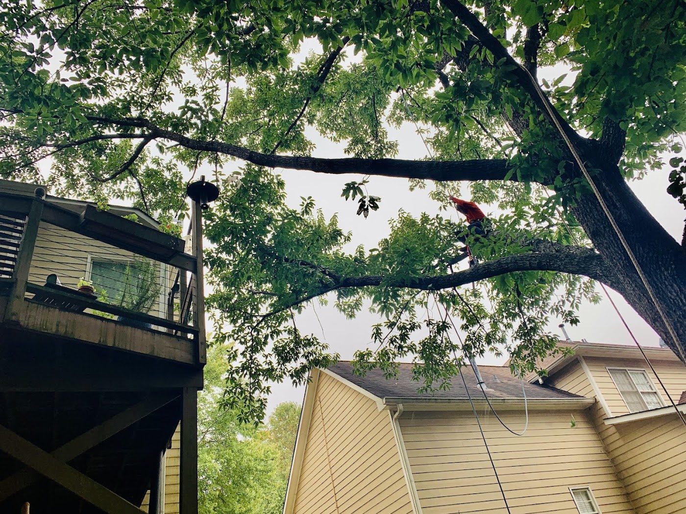 Removing limbs over a backyard