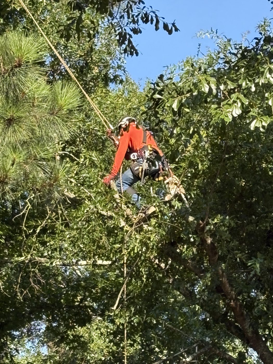A Better Tree Service climber trimming a tree