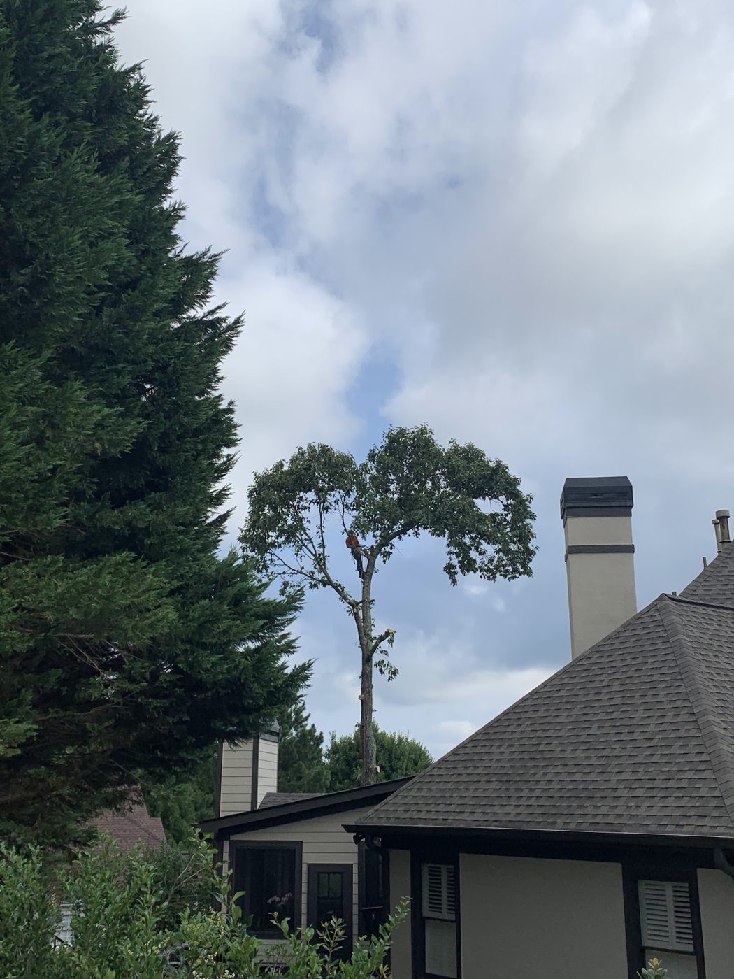 Tall pines beside a home