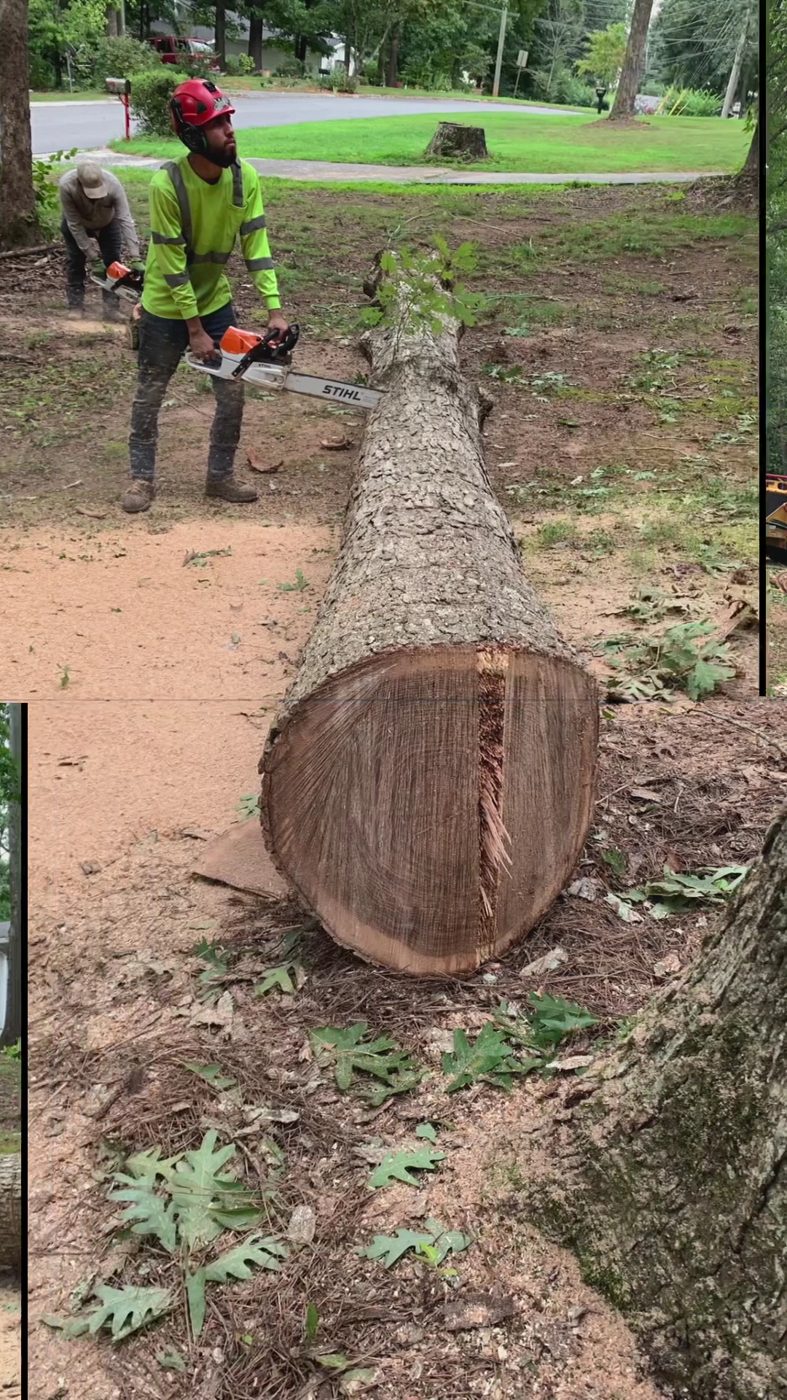 Large trunk cut down and ready to haul