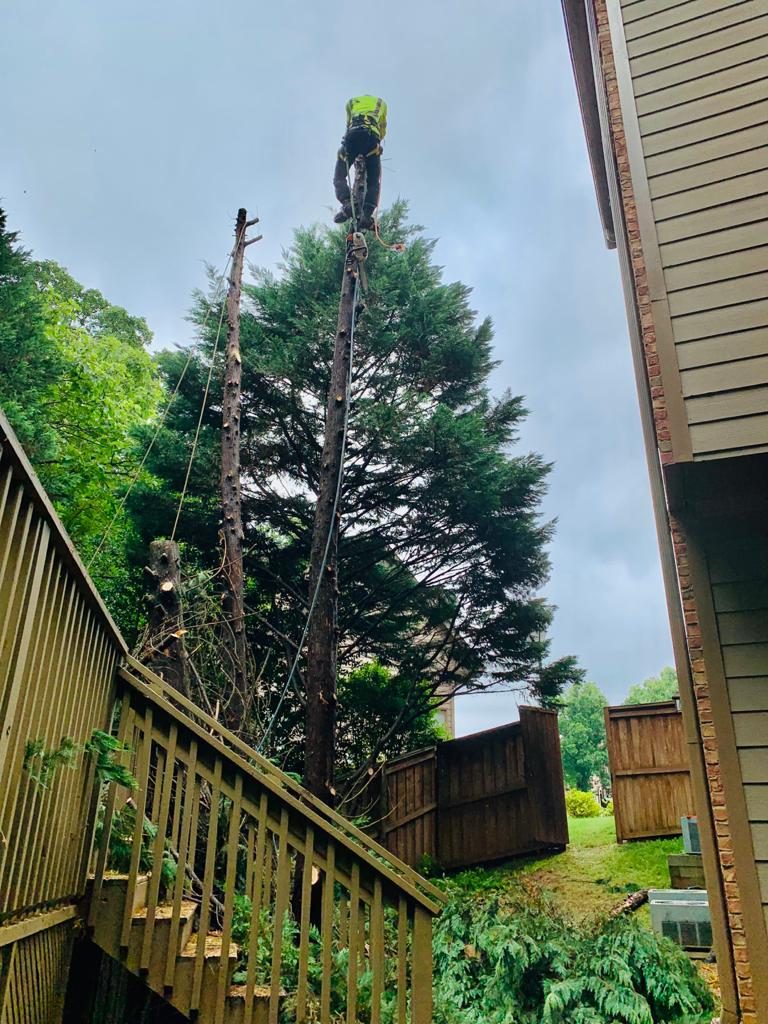 Roped climber taking down a tall tree