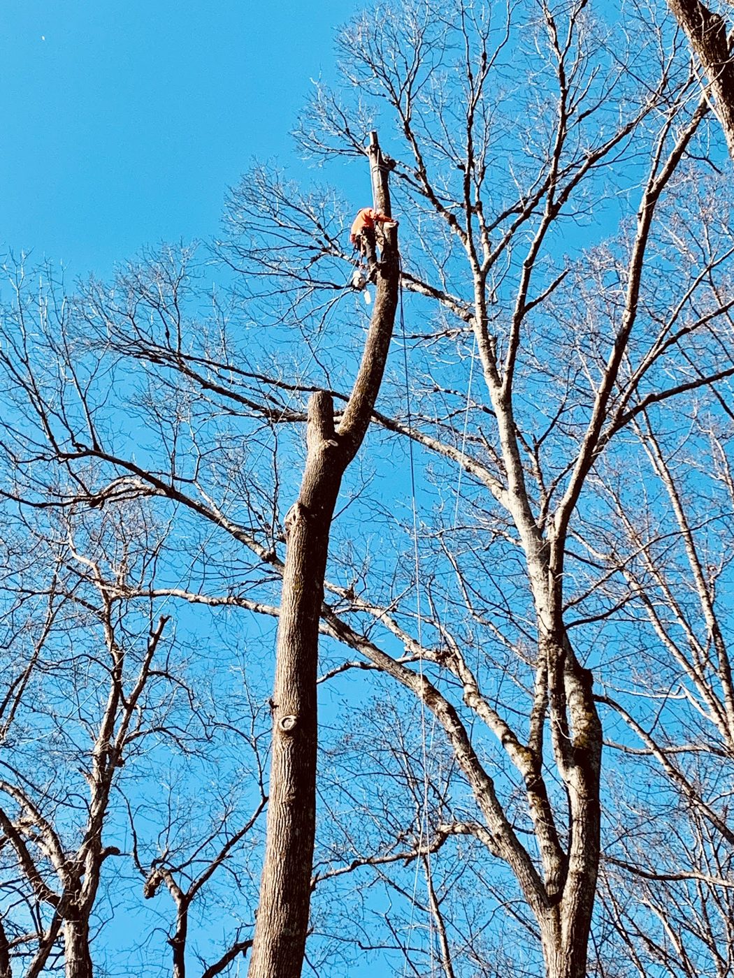 Tree topped and ready to come down